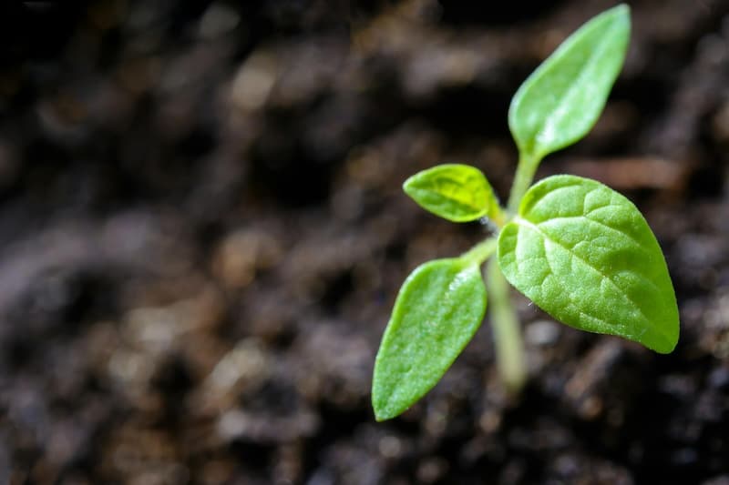 Growing With Care